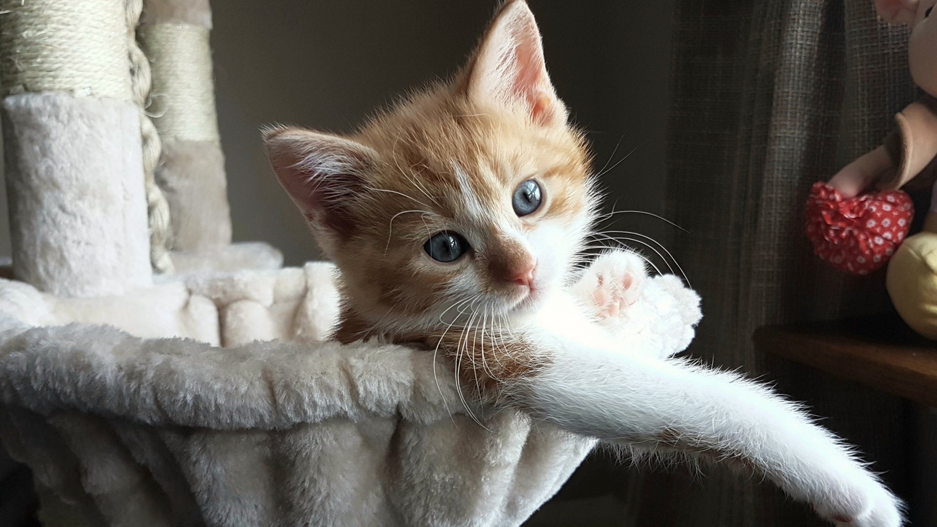 星光与草皮的博弈，当巴萨的哲学在北美大陆奏响凯歌