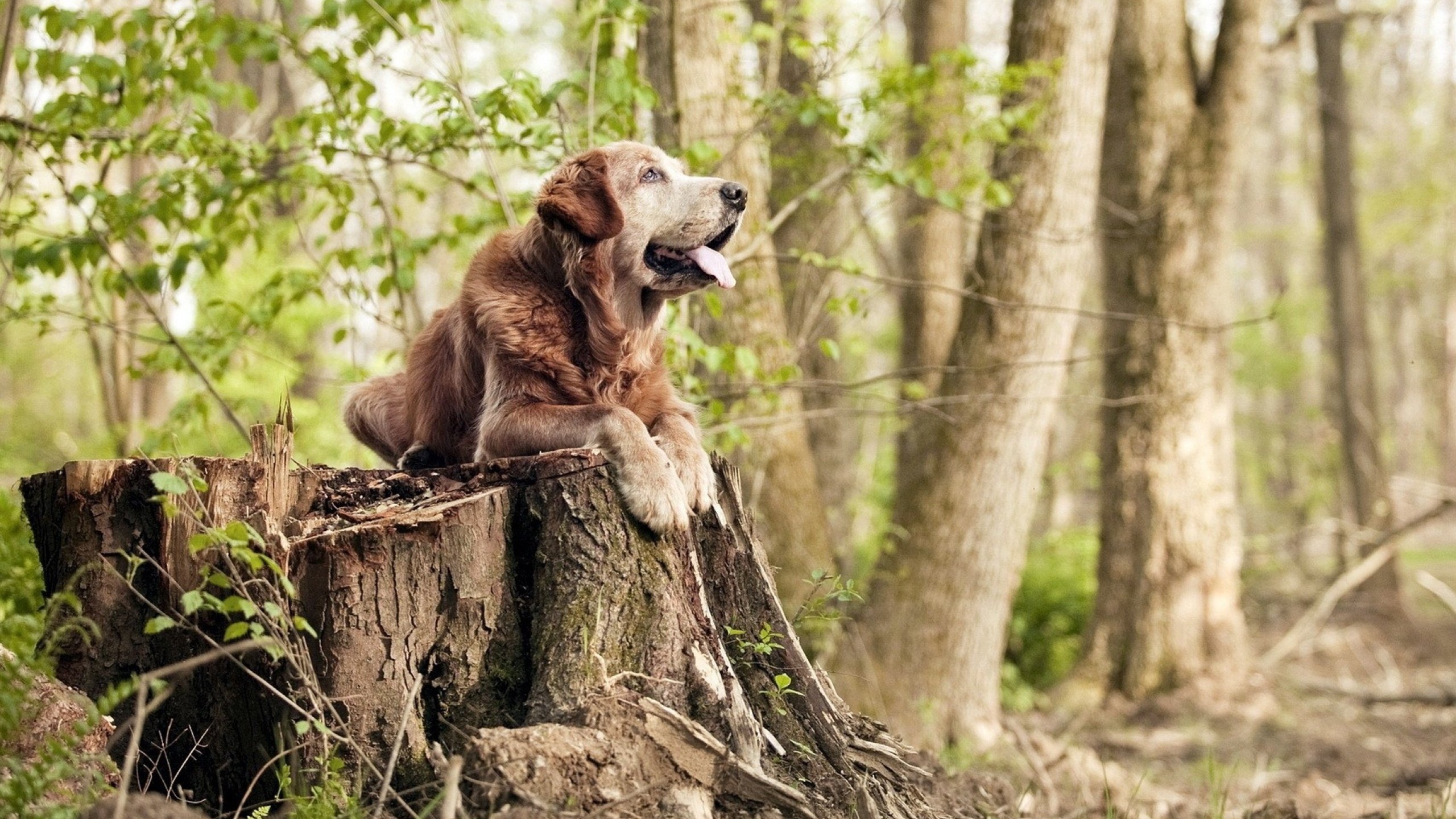 灵魂交错之夜，当未来布伦森对阵新秀布伦森，赛后评分为何拉满？
