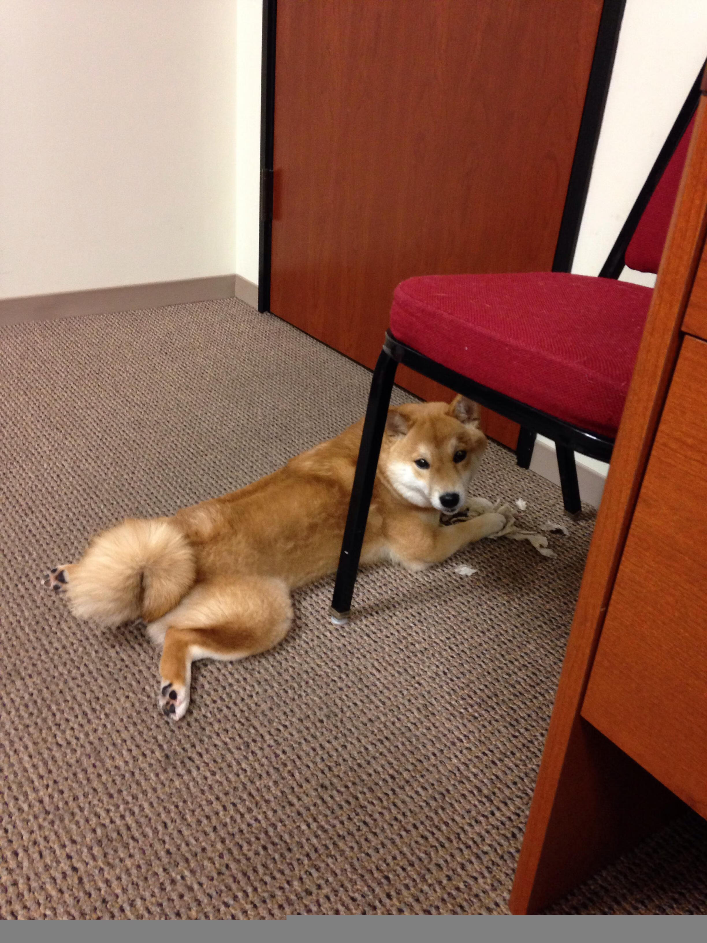 当公牛奔袭明尼苏达,戈贝尔炸裂数据背后的空洞胜利