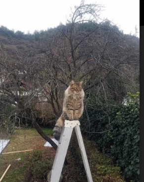 篮球唯一性之夜，恩比德生涯纪录与太阳终结雄鹿连胜的辉煌交响