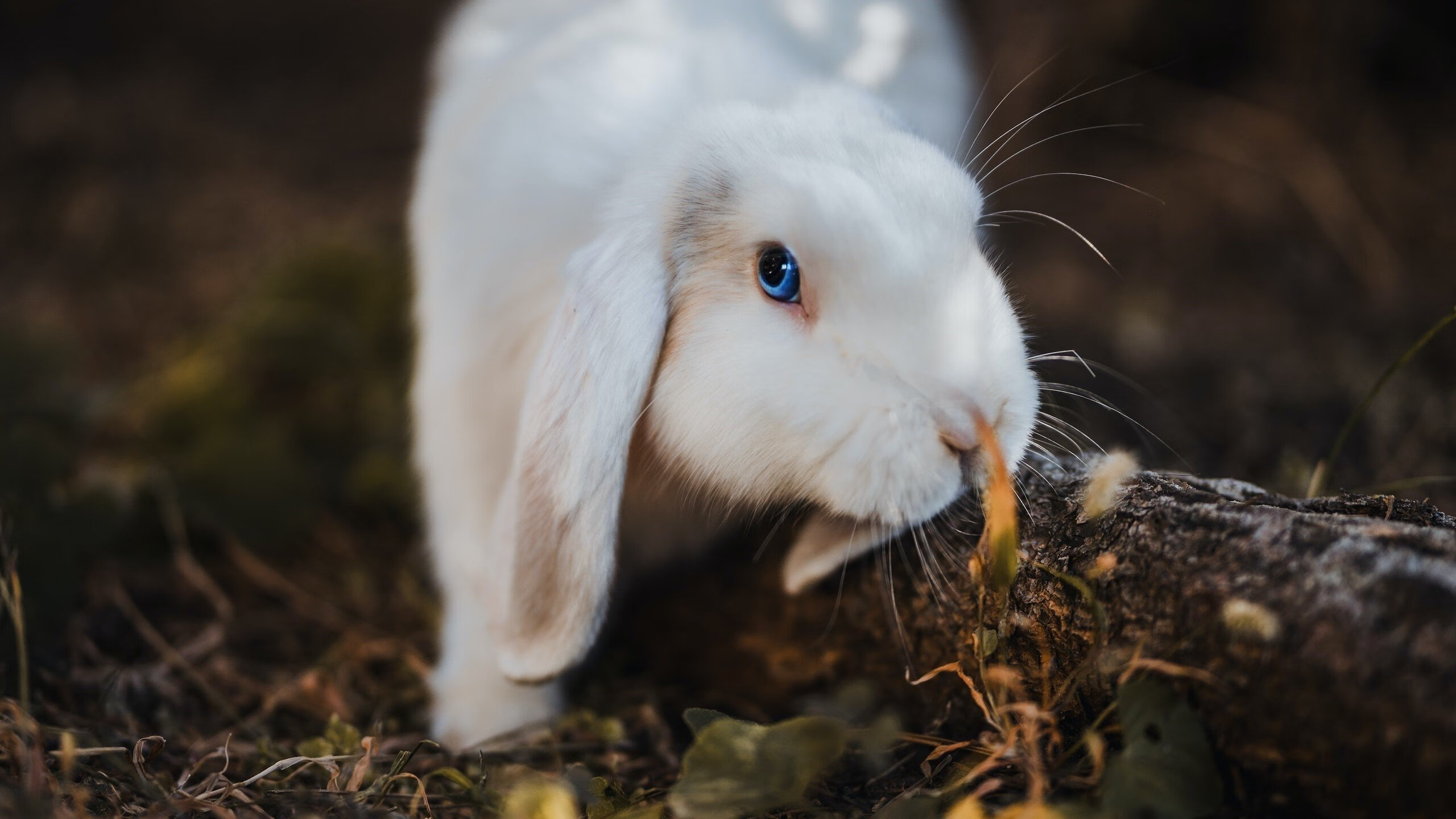 巨塔与暗夜突围，奥运周期关键战，伊布定义硬仗之王