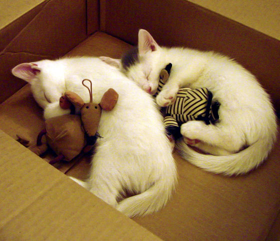 跨海降临的希腊怪物，字母哥41+19+7击碎广厦铁壁