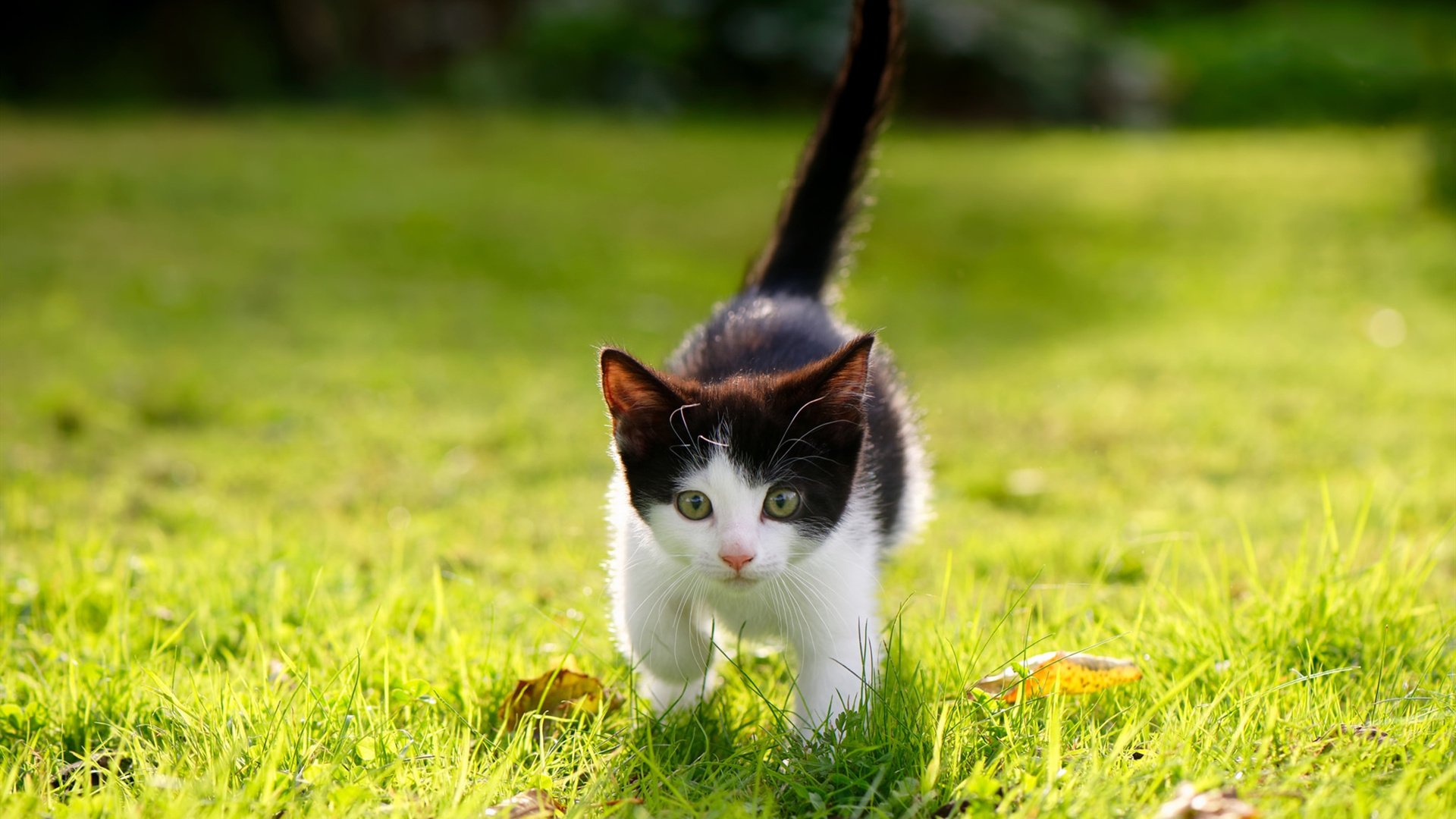 哨响前的十二码，金玟哉在抢七之夜用钢铁神经托起整座城的希望