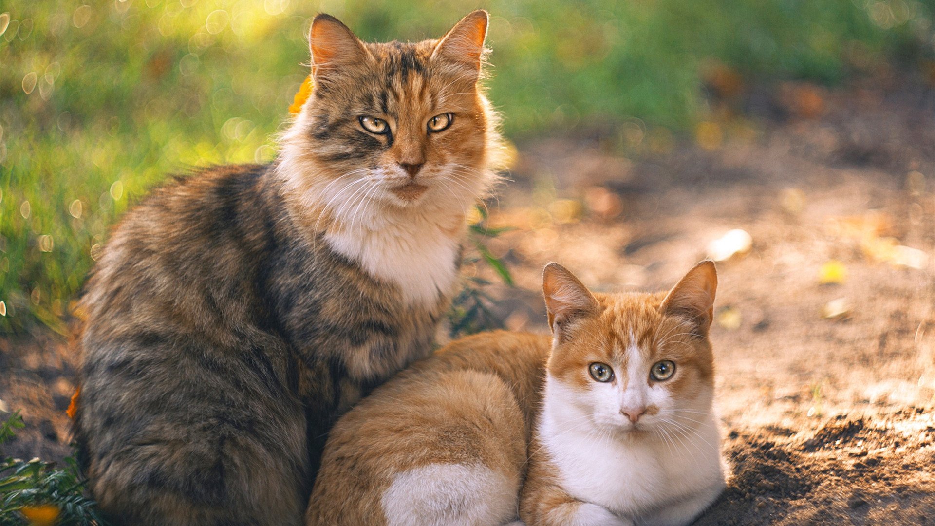 手术刀般的切割，欧文在黄蜂冰封凯尔特人防线之夜