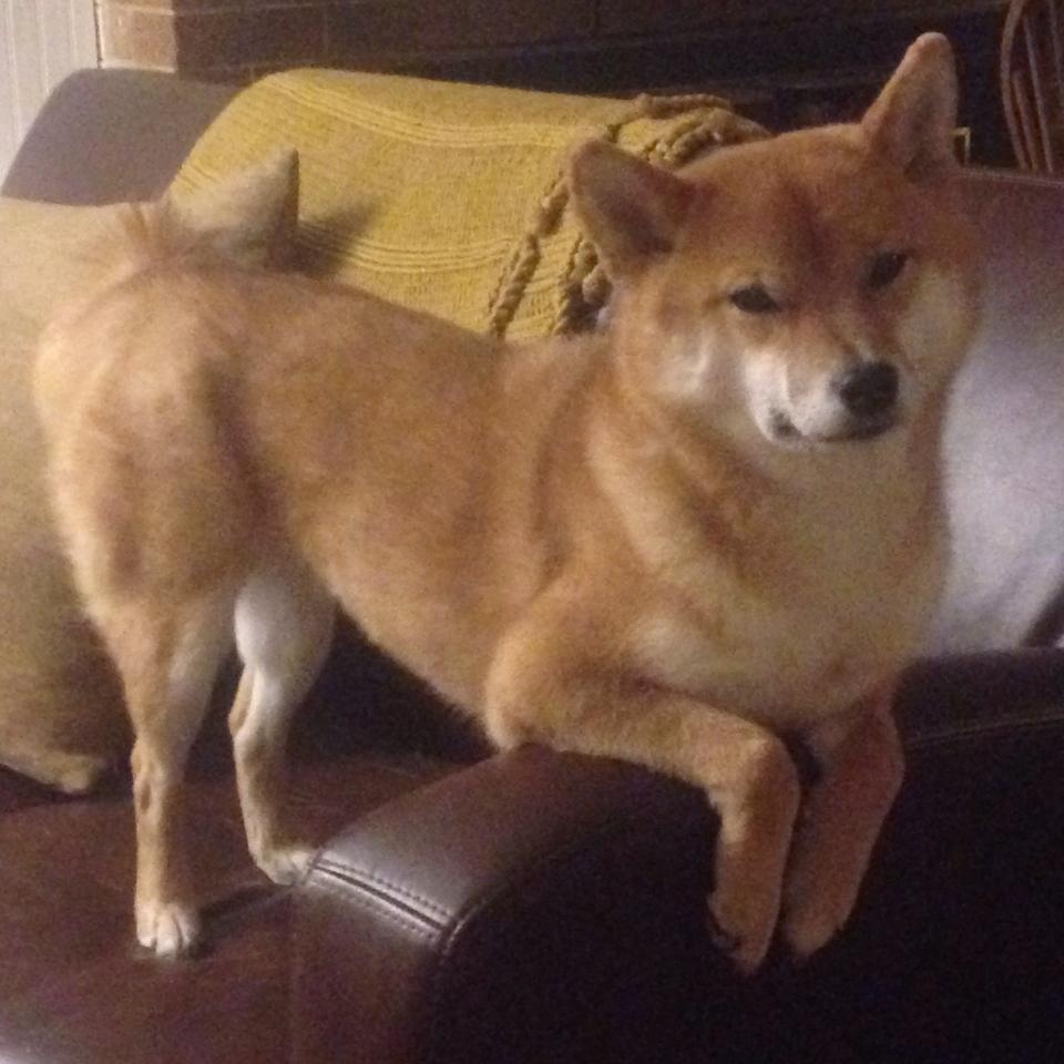 稳定器与洪流,英格拉姆的持续火力与步行者的战术碾压