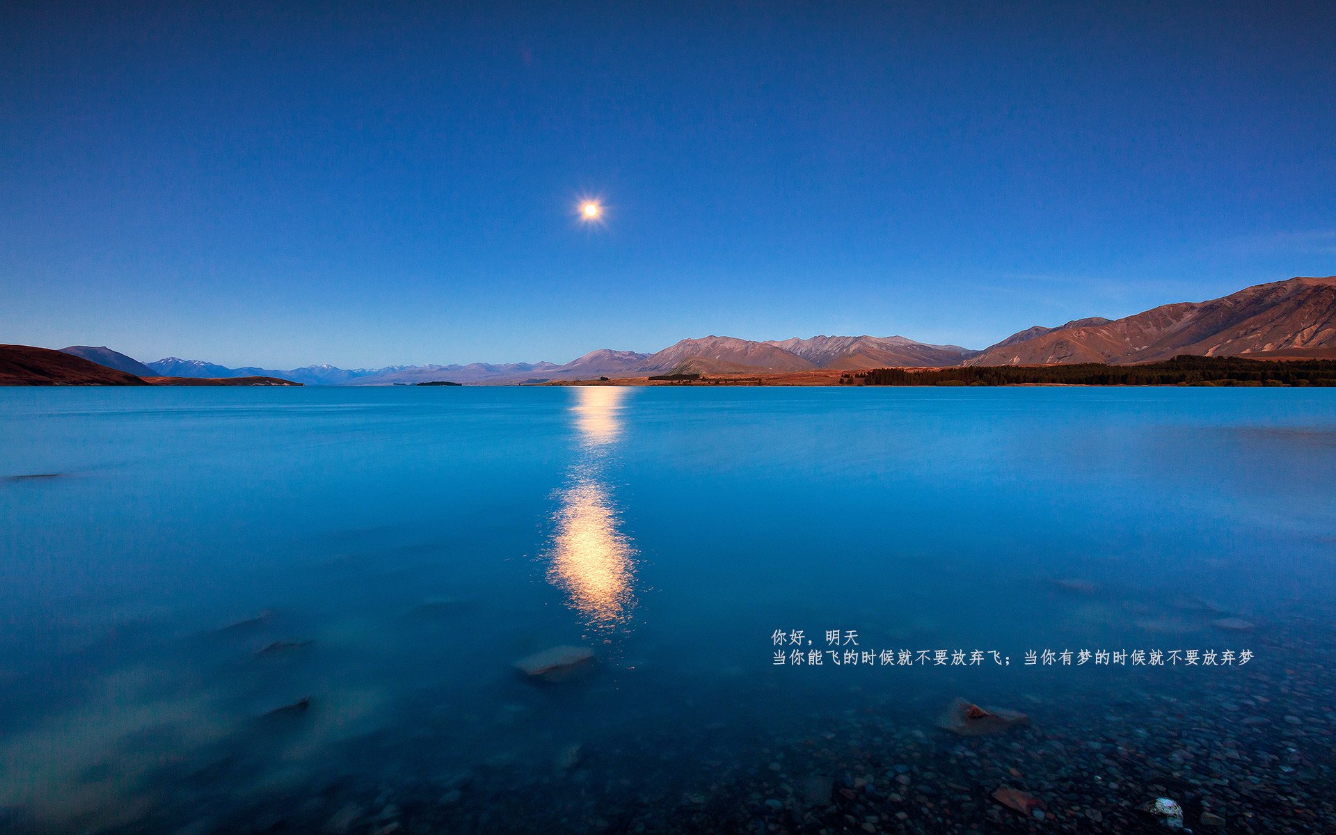 森林觉醒,当猛龙的羽翼遮断灰熊归途