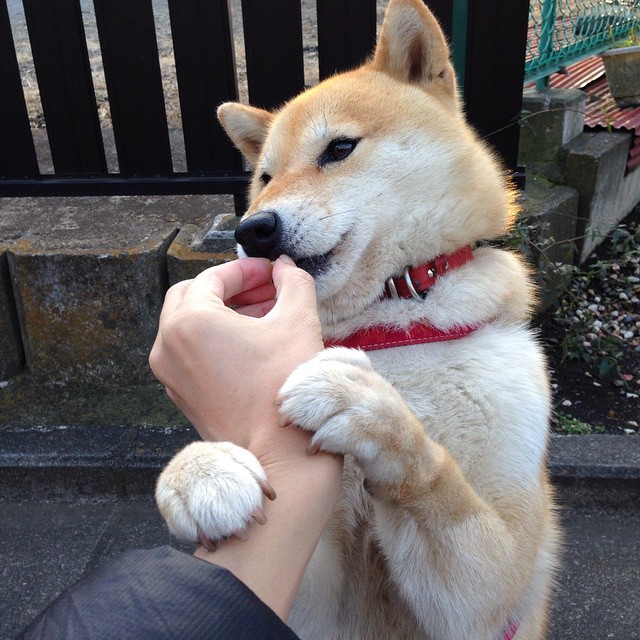 森林觉醒,当猛龙的羽翼遮断灰熊归途