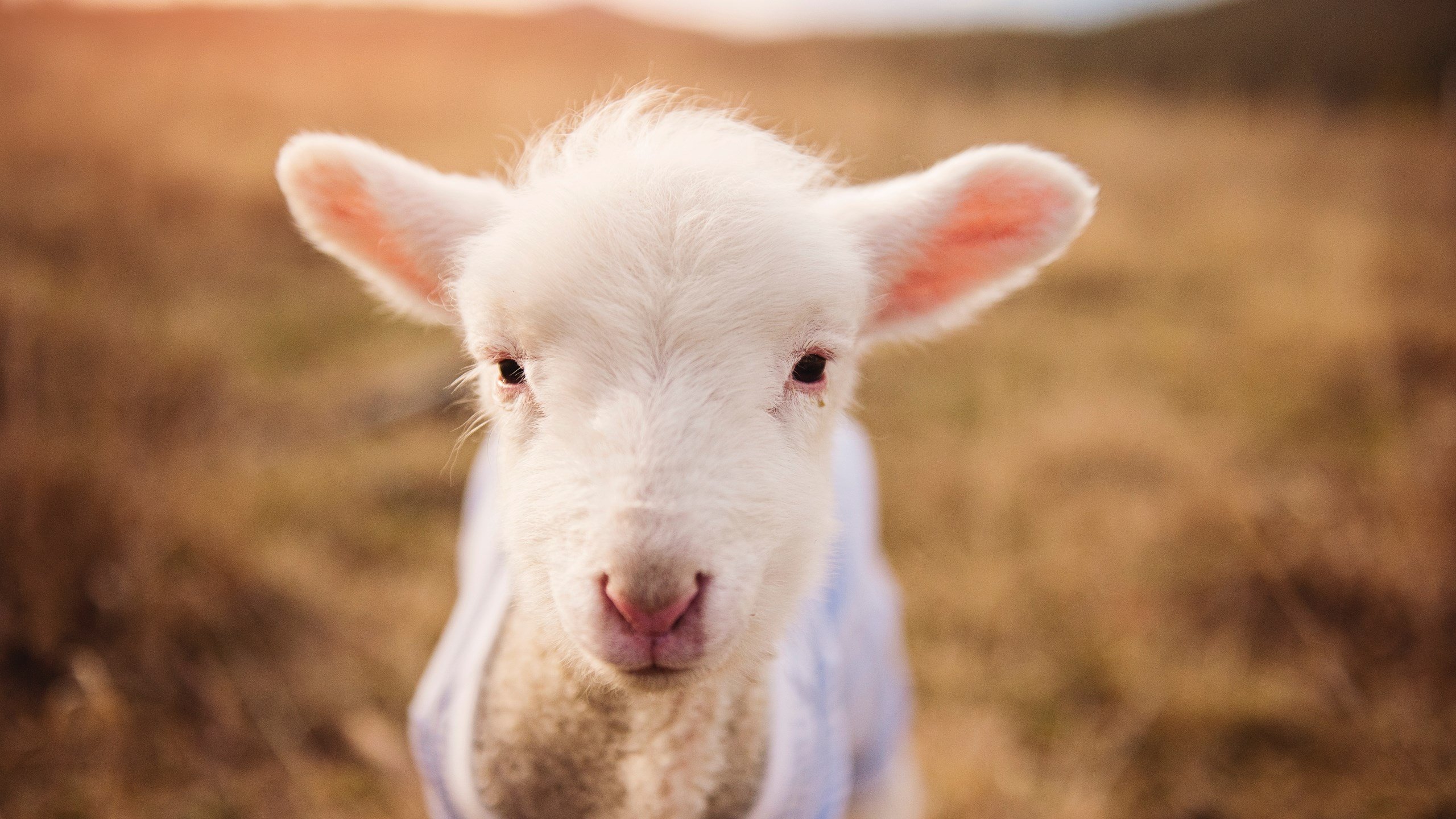 生死战魔术险胜森林狼,伦纳德关键先生定乾坤