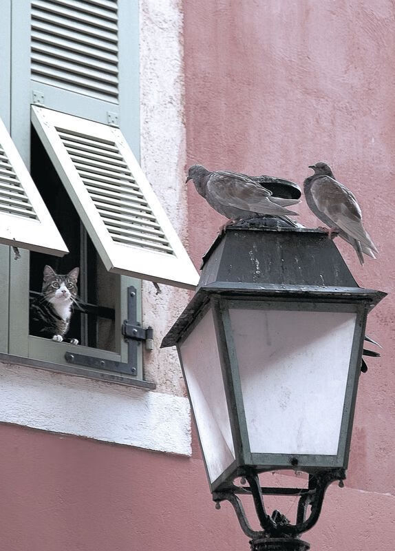 双城记,休斯顿的狂想曲,达拉斯的控制论