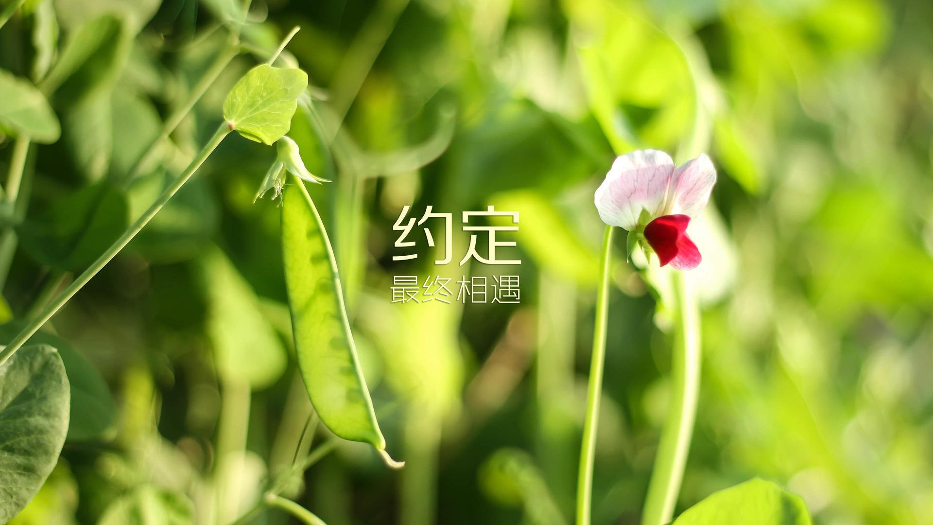 冷夜惊天，2026世界杯H组，斯洛伐克幻化铁骑踏碎桑巴王朝，巴雷拉演绎攻守转换的极致美学